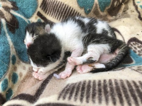 black and white newborn kittens sleeping on a pillow
