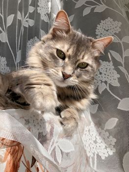 closeup of a cute gray tabby cat lying in curtain