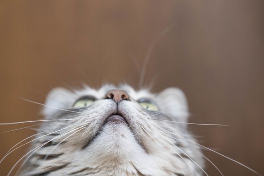 closeup face of a cute gray tabby cat looking up