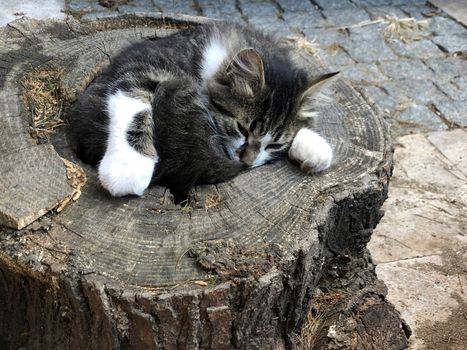 a cute cat sleeping on a log of tree at street