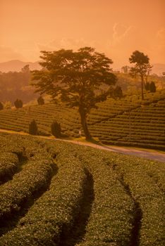 the tea plantation of Choui Fong Tea at the town of Mae Chan north of the city Chiang Rai in North Thailand.