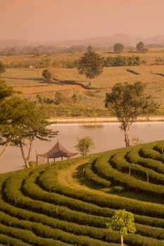 the tea plantation of Choui Fong Tea at the town of Mae Chan north of the city Chiang Rai in North Thailand.