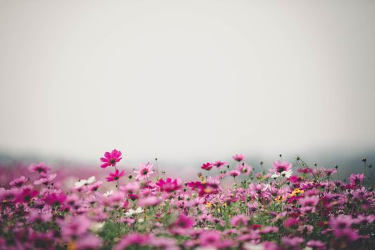 Cosmos flowers background in vintage style 