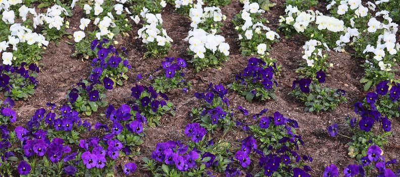 Beautiful flowers in a european garden in different colors.