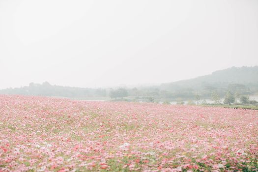 Cosmos flowers background in vintage style 