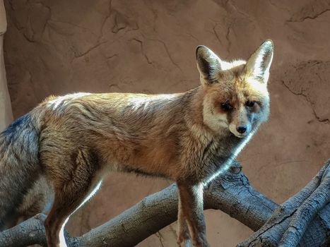 a fox looks very sad