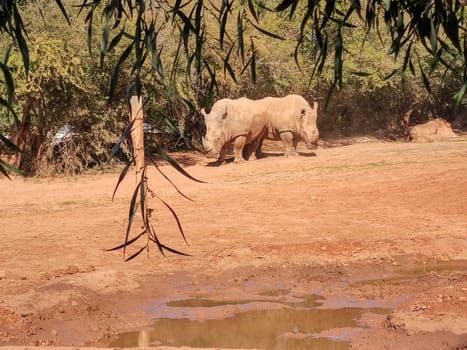 Two rhinos standing in the opposite direction