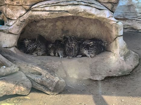 A group of pocupines sleeping together