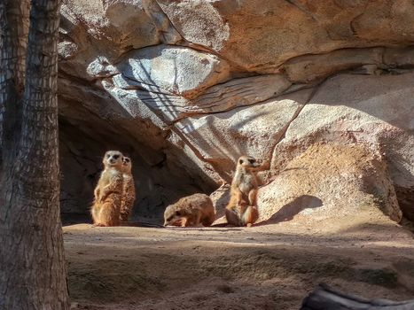 a group of lemurs in their home