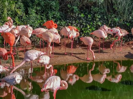 a beutiful picture of flamingos