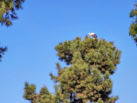 a bird sitting in the top of tree