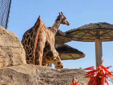 a large giraffe looking to something in the zoo