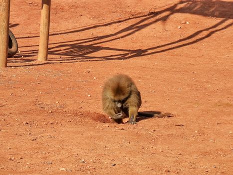 a lovely monkey playing alone