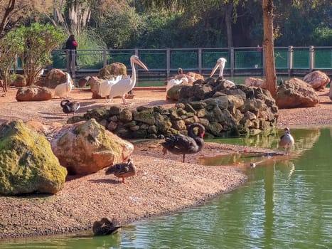 a group of storks sitting beside the river