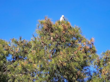 a bird sitting in the top of tree