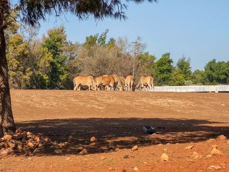 a group gazelles eating together