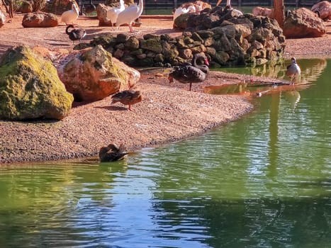 a mixture group of birds standing beside the river