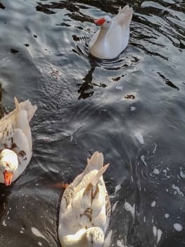 a group of white gooses in a pond