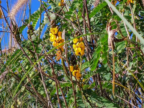 a group of yellow plants