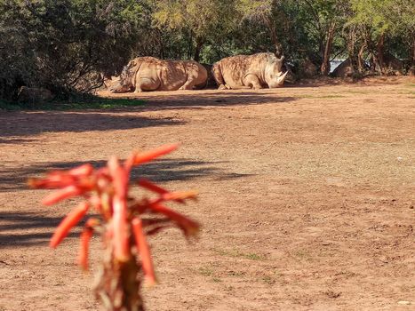 Two beautiful rhinos sitting together