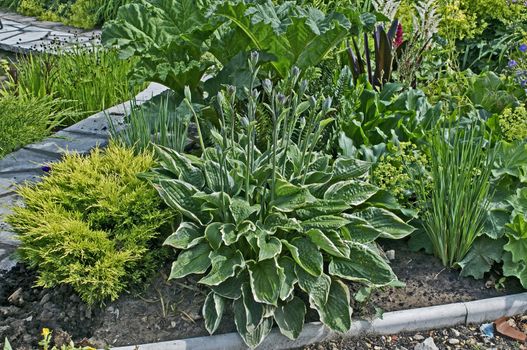 Flowering Hosta Aureomarginata' in a cottage garden border