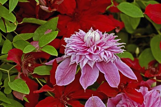 Colourful Clematis 'Josephine' climbing in a country garden