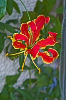 Close up of a Gloriosa superba 'Rothschildiana' 