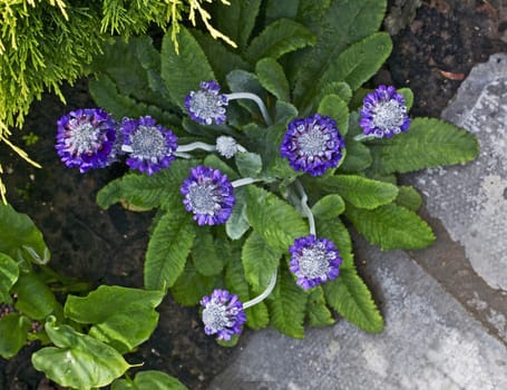 Close up of a flowering Primula capitata subsq. mooreana