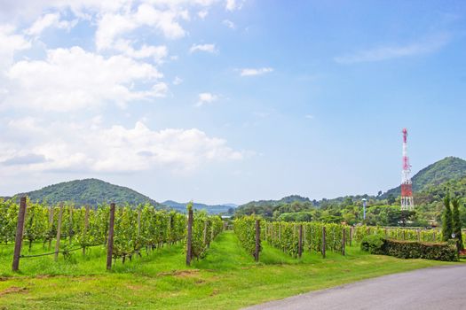 Grape farm and garden at near lake and mountain in day a bright sky and is popular tourist destination of Pattaya, Chonburi prefecture.