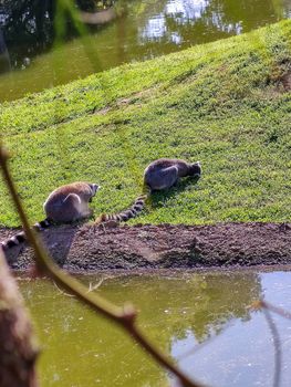 A couple of lemurs eating grass