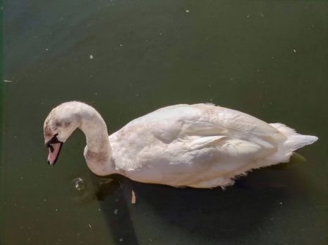 a white goose in a pond