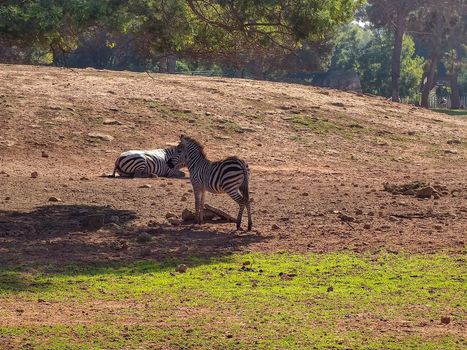 Two zebras one of them sitting and the other standing