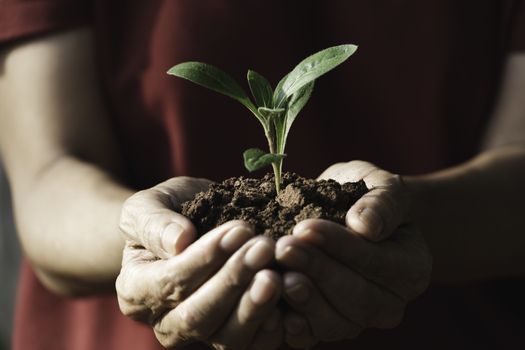 Hand holding a green and small plant. Green fresh plants on nature background.