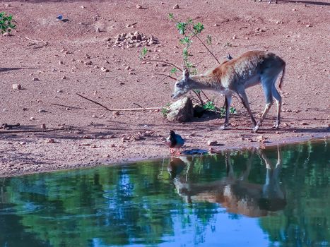 a beautiful deer drinking water