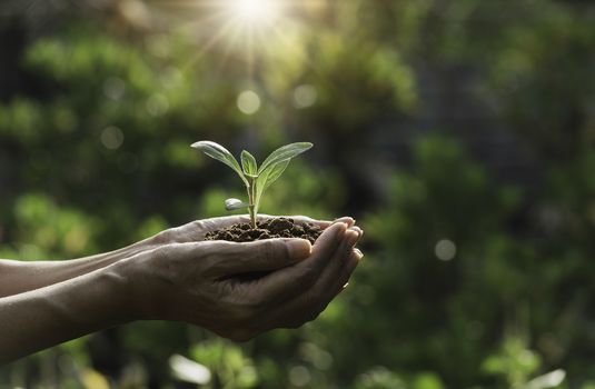 Hand holding a green and small plant. Green fresh plants on nature background.