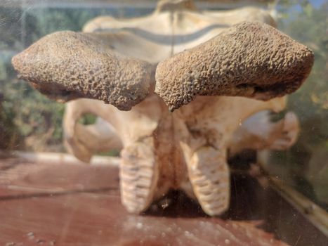 skull of an ancient elephant in a glass box