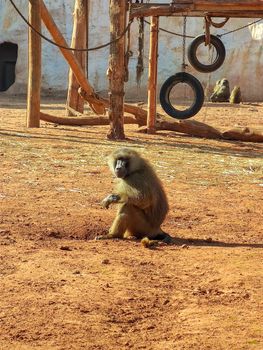 a lovely monkey playing alone