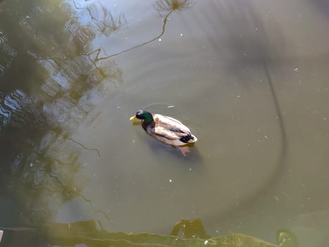 a cute duck swimming in the pond