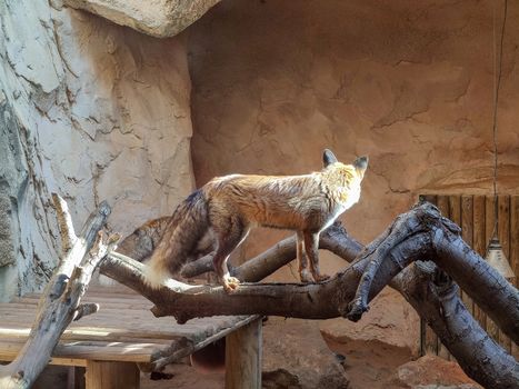 a fox standing on a tree