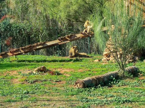 a lion is sitting and guarding its lioness