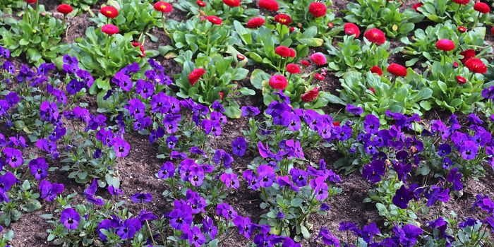 Beautiful flowers in a european garden in different colors.