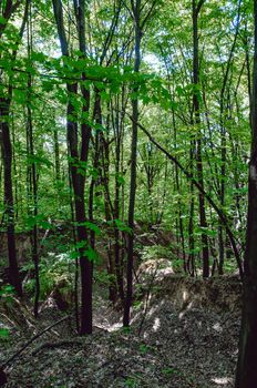 Ukrainian Forest in Pirogovo near Kiev