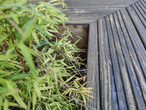 green plants beside a wood chair