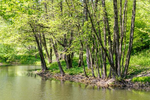 Ukrainian Forest and River in Pirogovo near Kiev