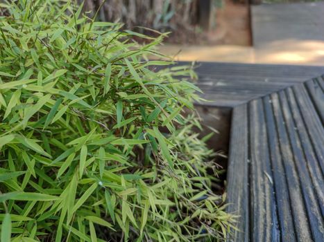 green plants beside a wood chair