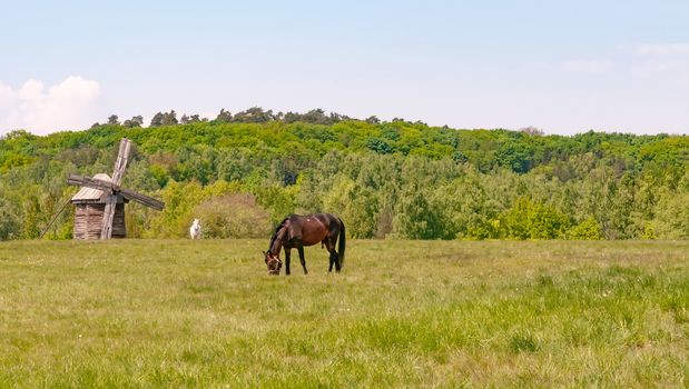 A brown stallion in a green meadow with an antique wooden windmill in the Ukrainian country near Kiev