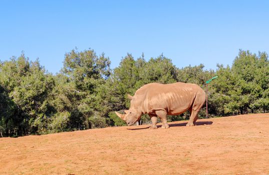 A huge rhino standing in the zoo