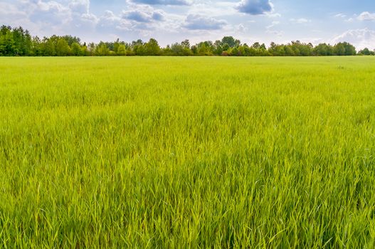 A field of green wheat under a cloudy sky, in Pirogovo near Kiev
