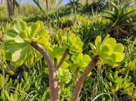 Green plants facing the sun