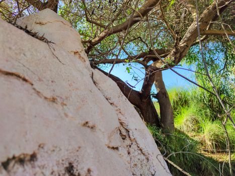 a beutiful tree branches interlocking